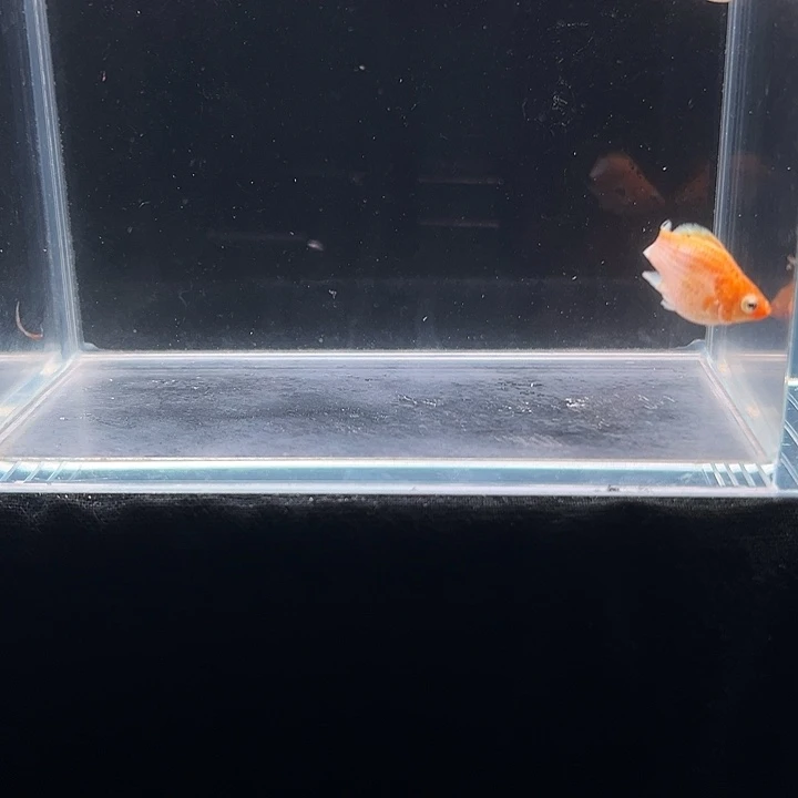 孔雀鱼黄金玛丽皮球