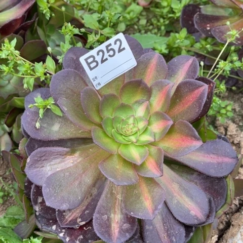 多肉植物倾城中斑