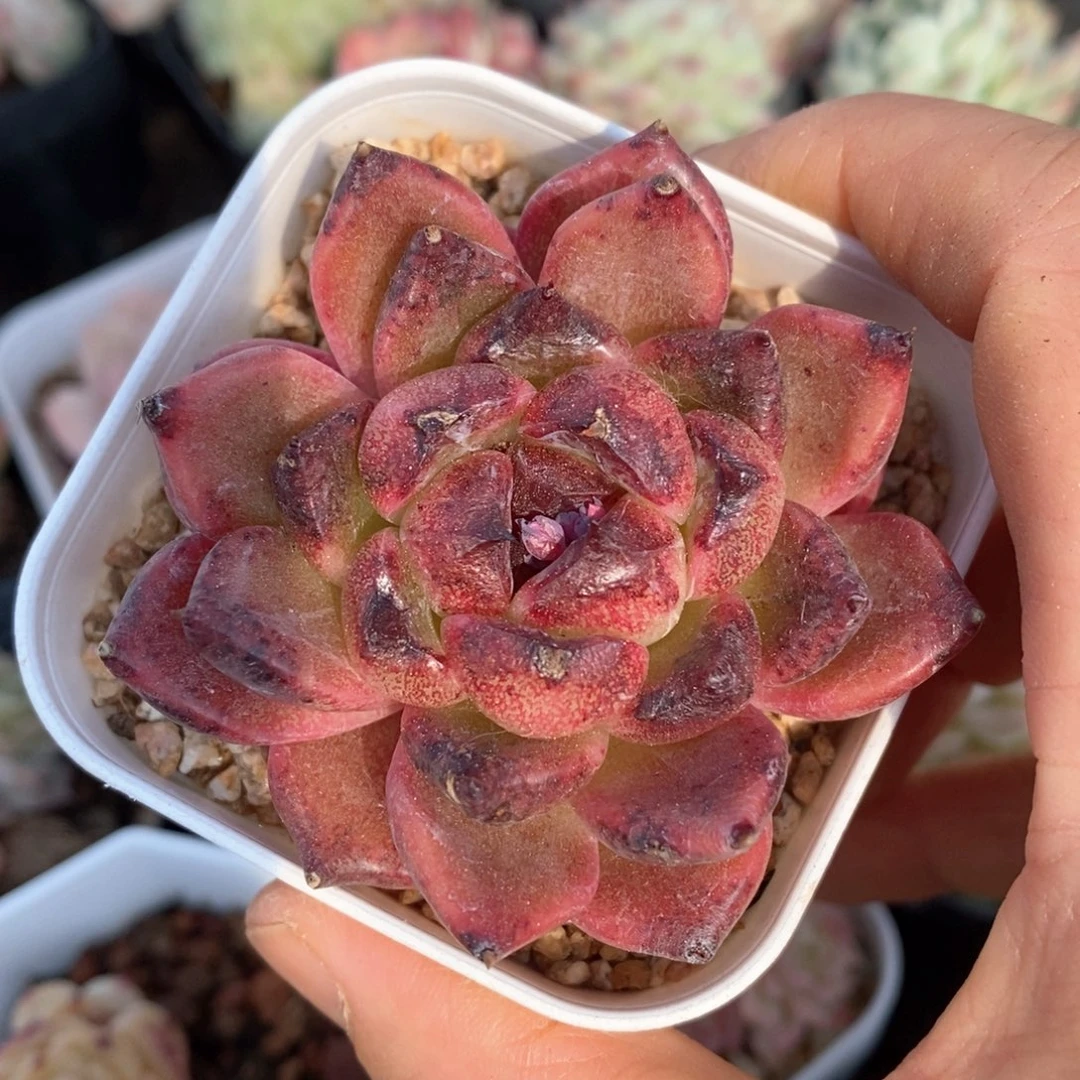 精品多肉一物一柏不包整164