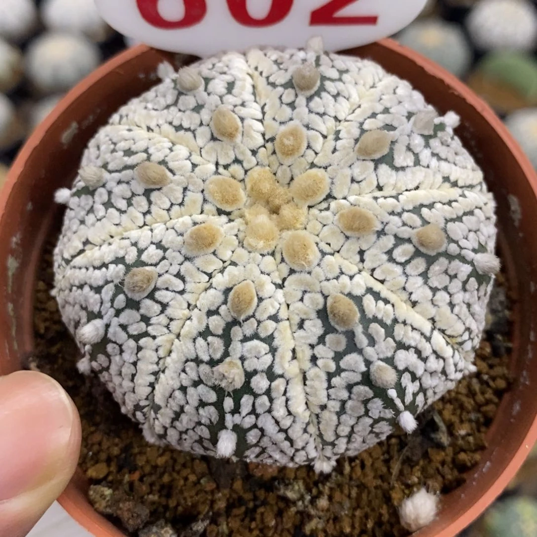 602小天眼浓白超兜