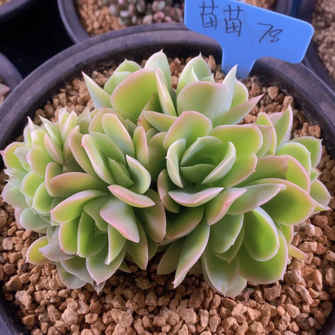 我家的小姐姐们都是我的小可爱