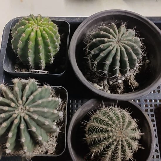 马***哥仙人球丽花辣舞，38号彩草淑妃，彩云四颗打包