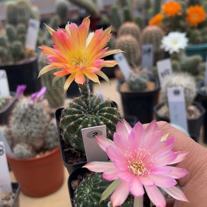 2号丽花两颗111111