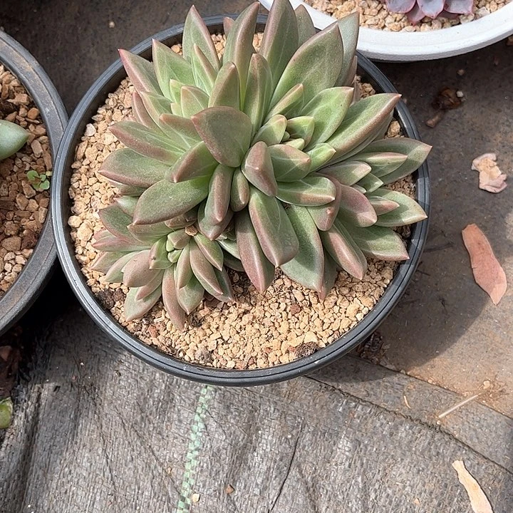 寄养多肉植物一物一