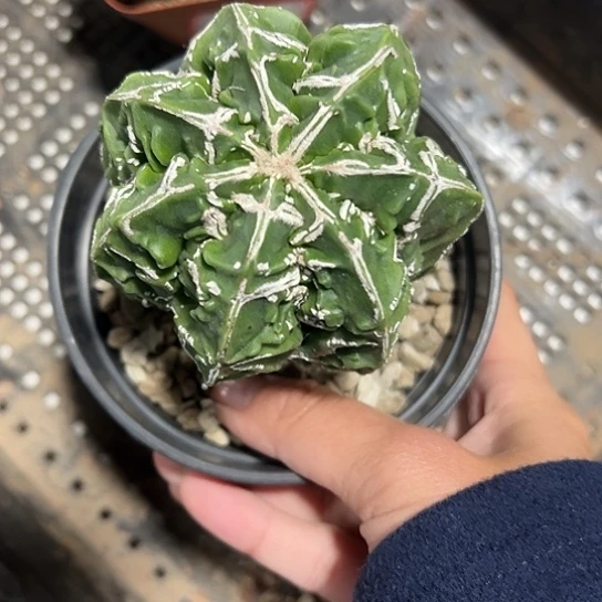 小*疼实生鸾4566777