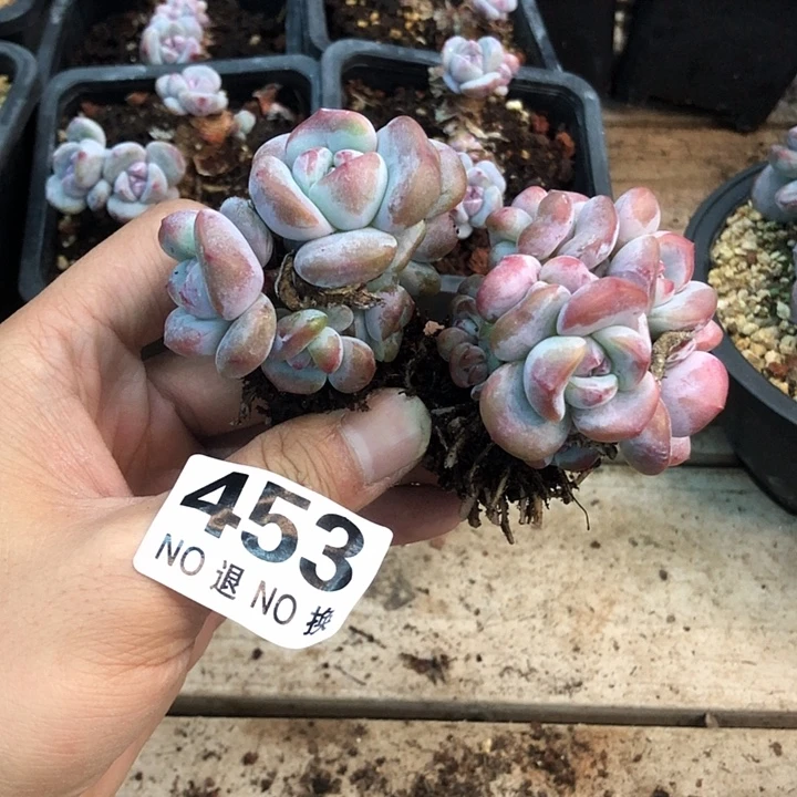 月***月星影石榴籽福利出咯 453