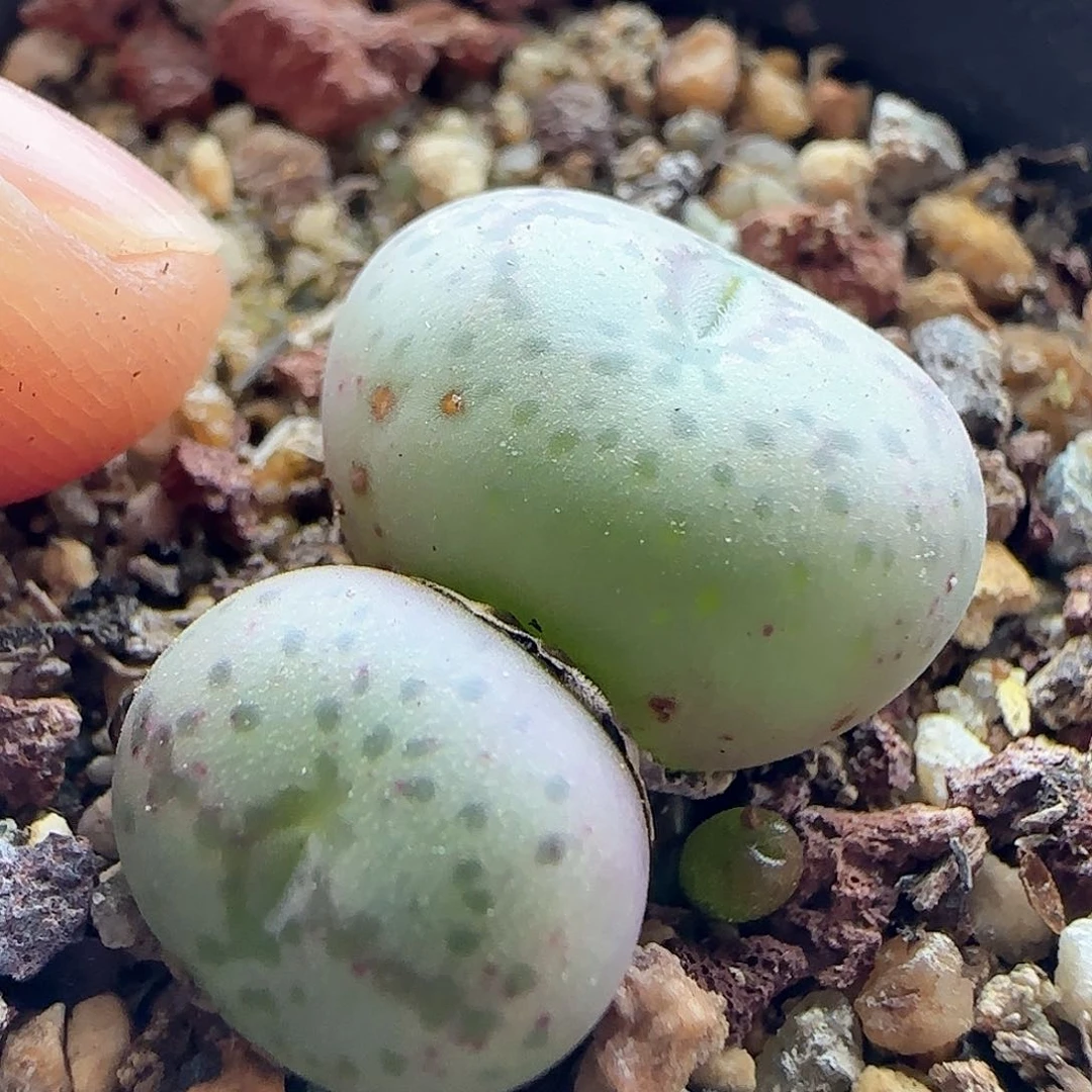 脱土年后发货23756