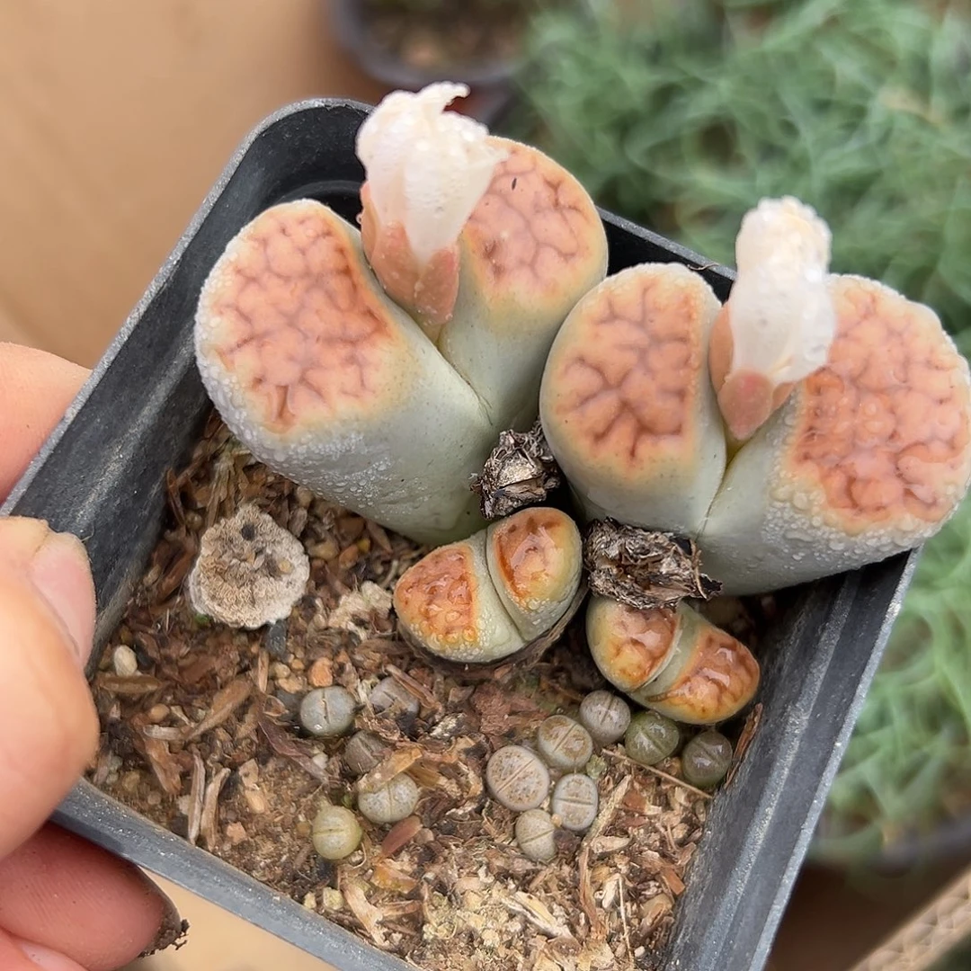 饿了呃呃呃呃呃呃呃呃呃