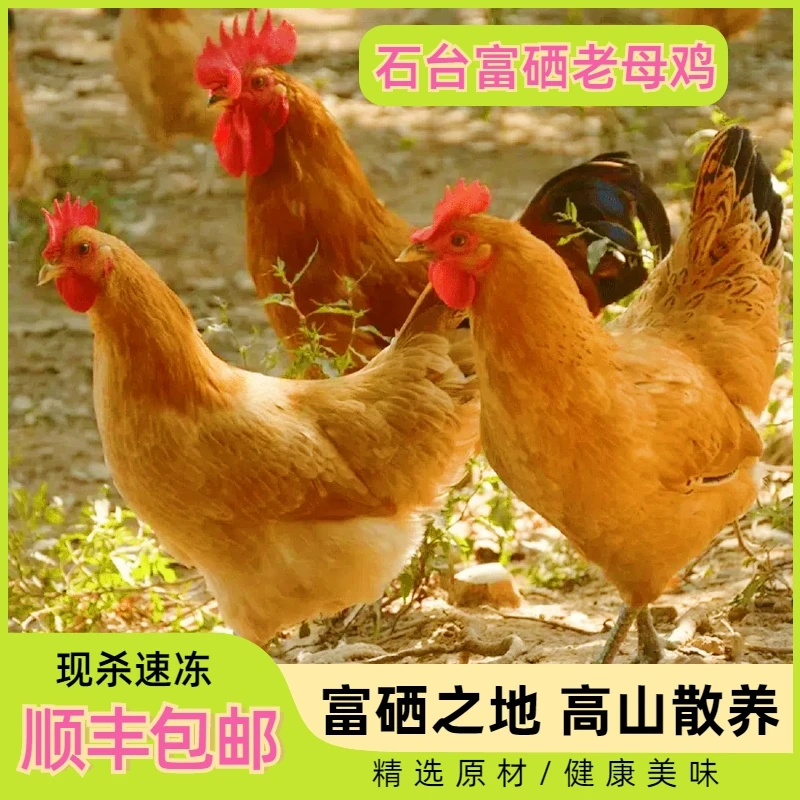 【顺丰包邮】富硒老母鸡现杀速冻直发营养正宗老母鸡一年以上高品质