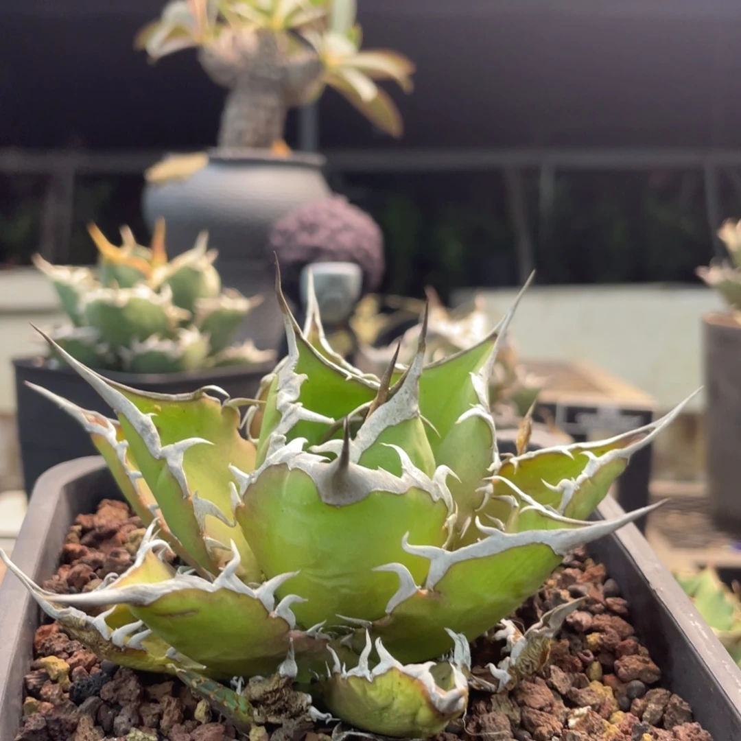 太陽神888888888888