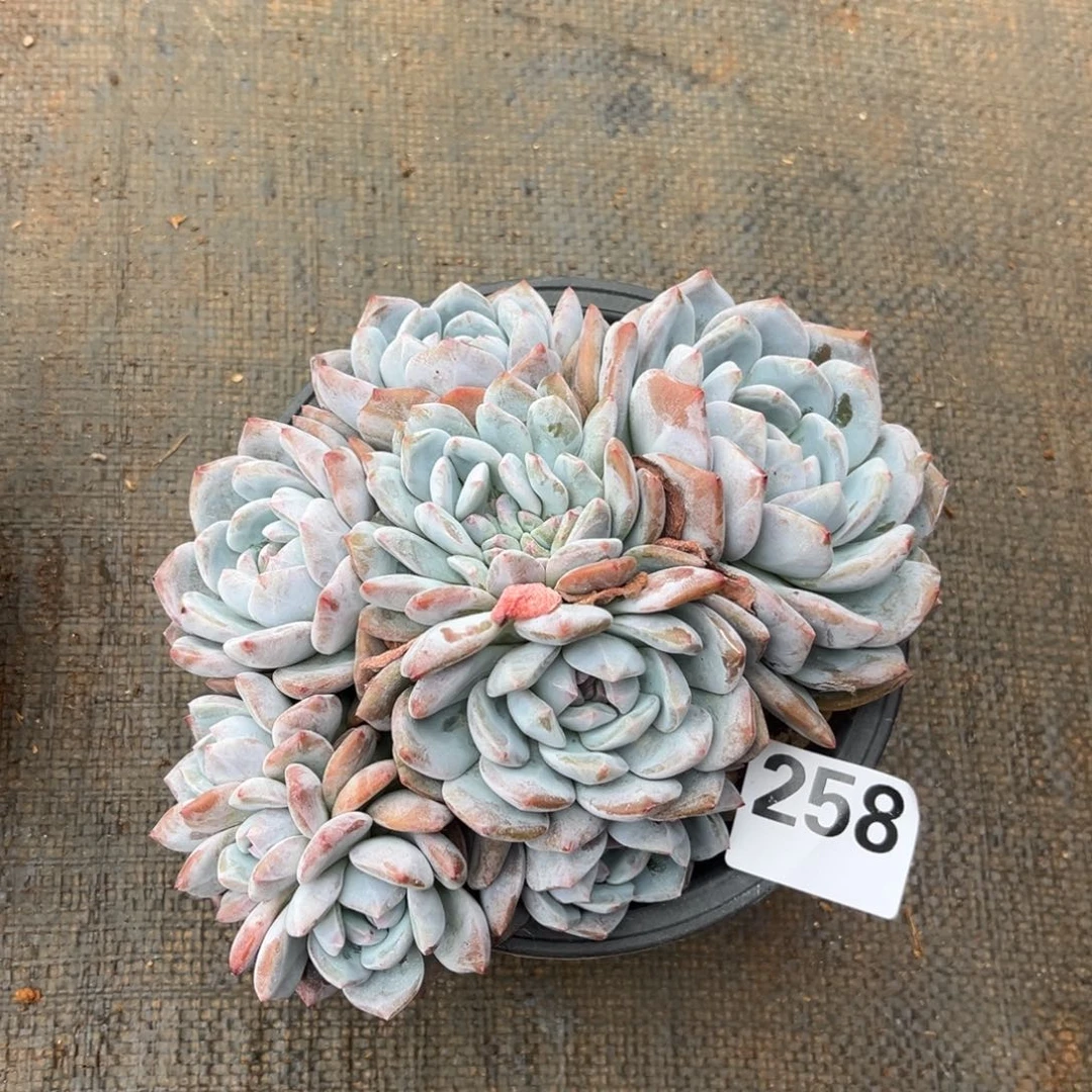 258号新疆西藏内蒙古不包邮