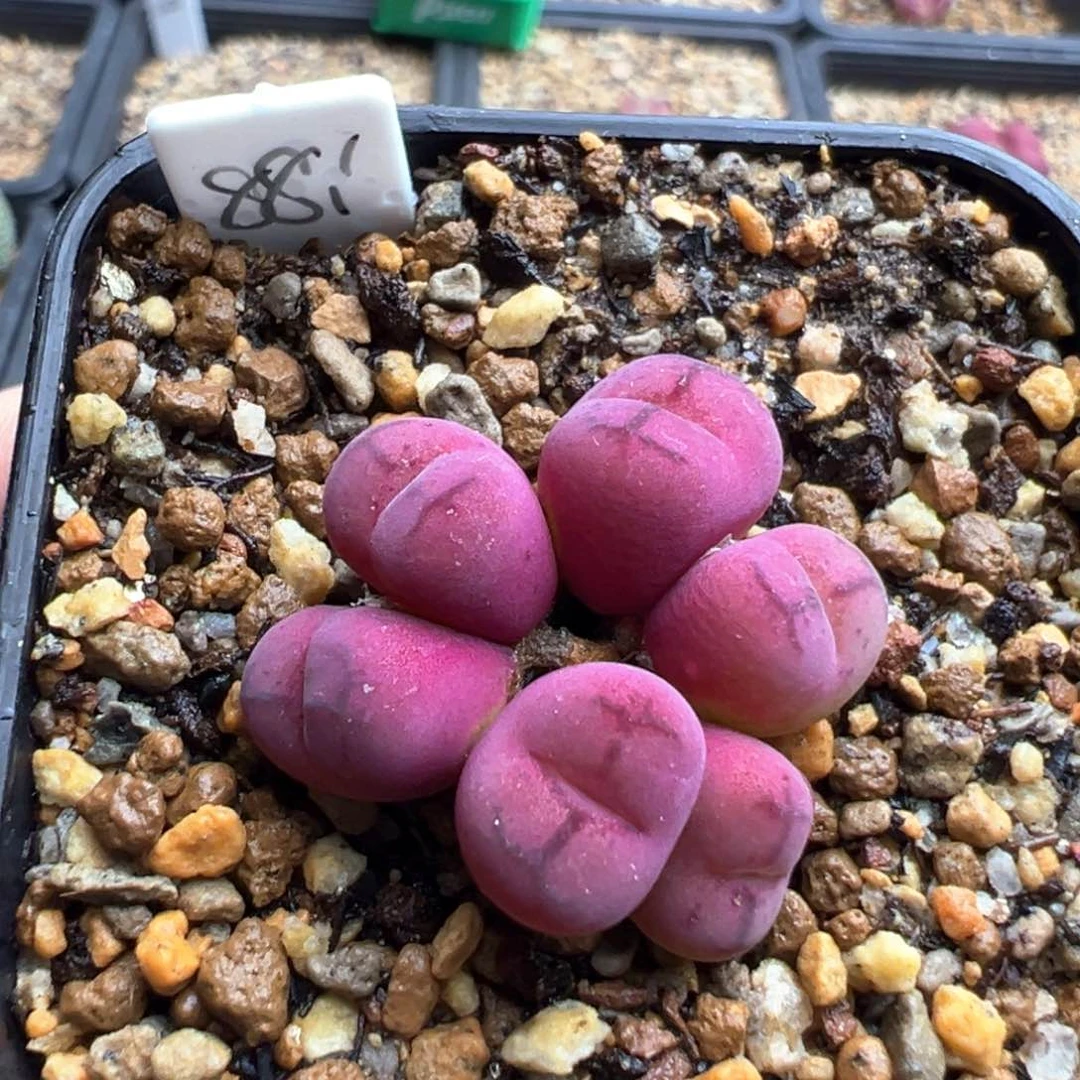 6-172   墨杂一棵