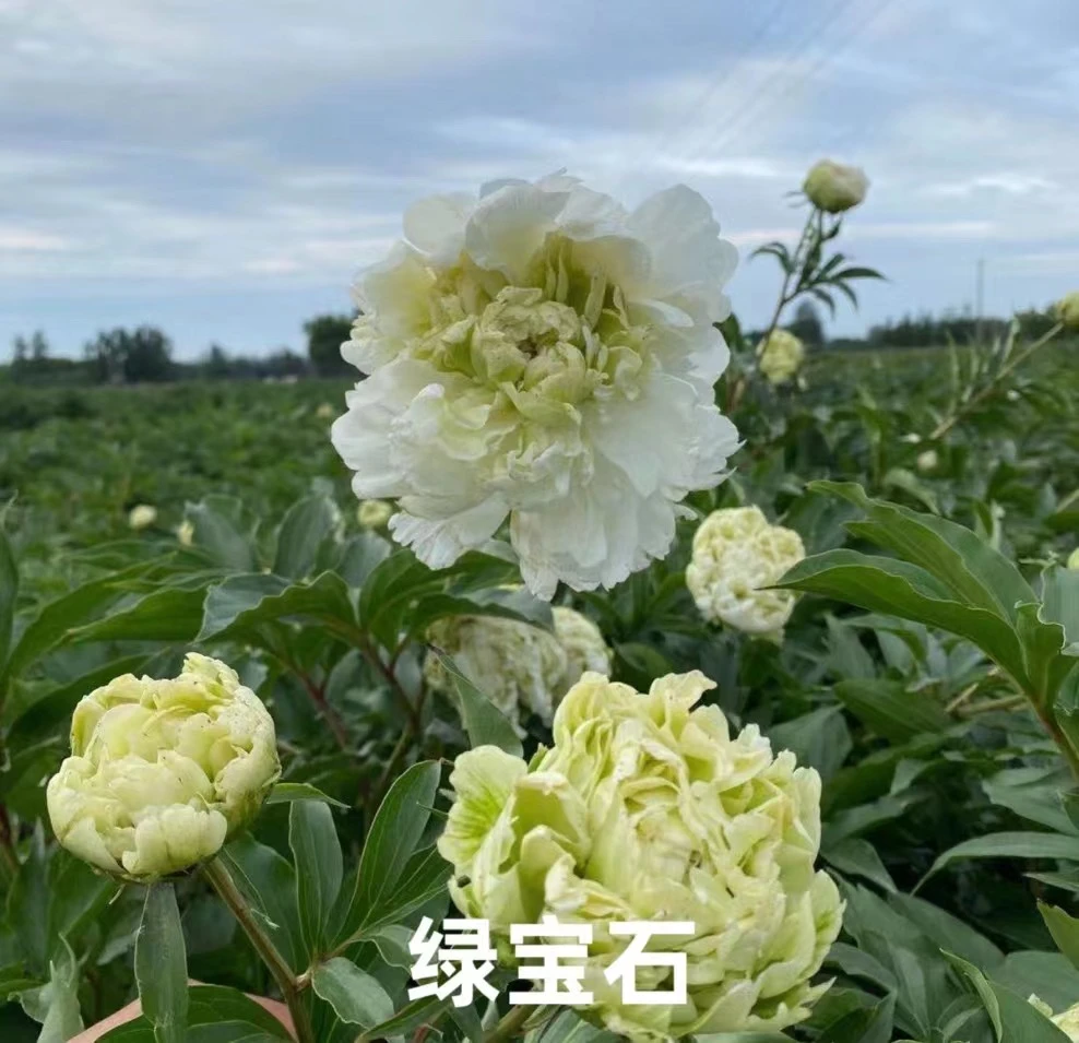 绿宝石 稀有芍药