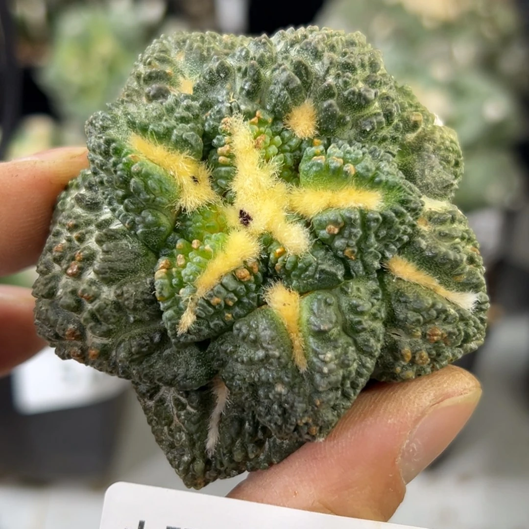 528 仙人球的牡丹啊