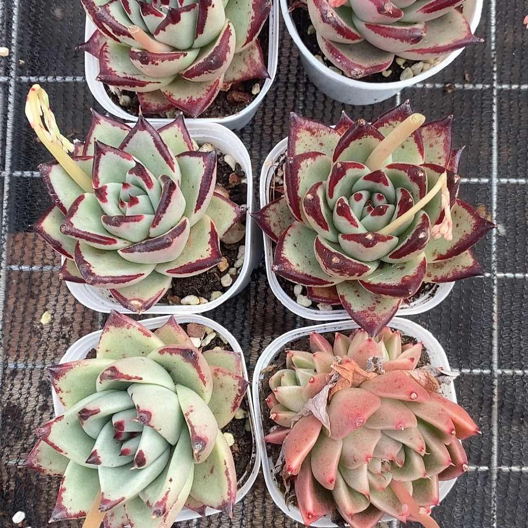 乌木满盆超大个 9.9包邮6402