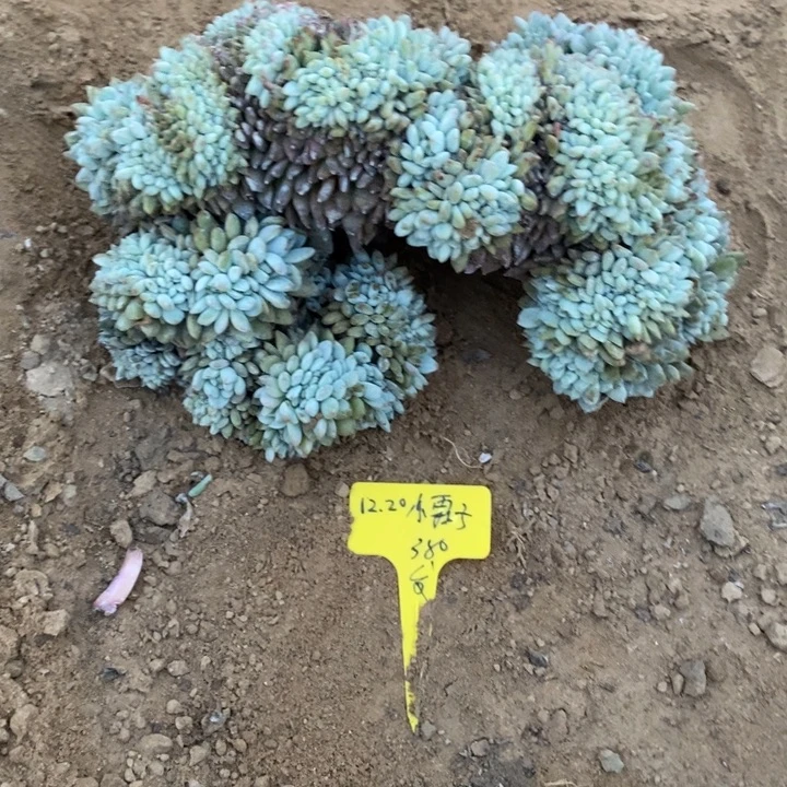 福多多花卉园艺星影