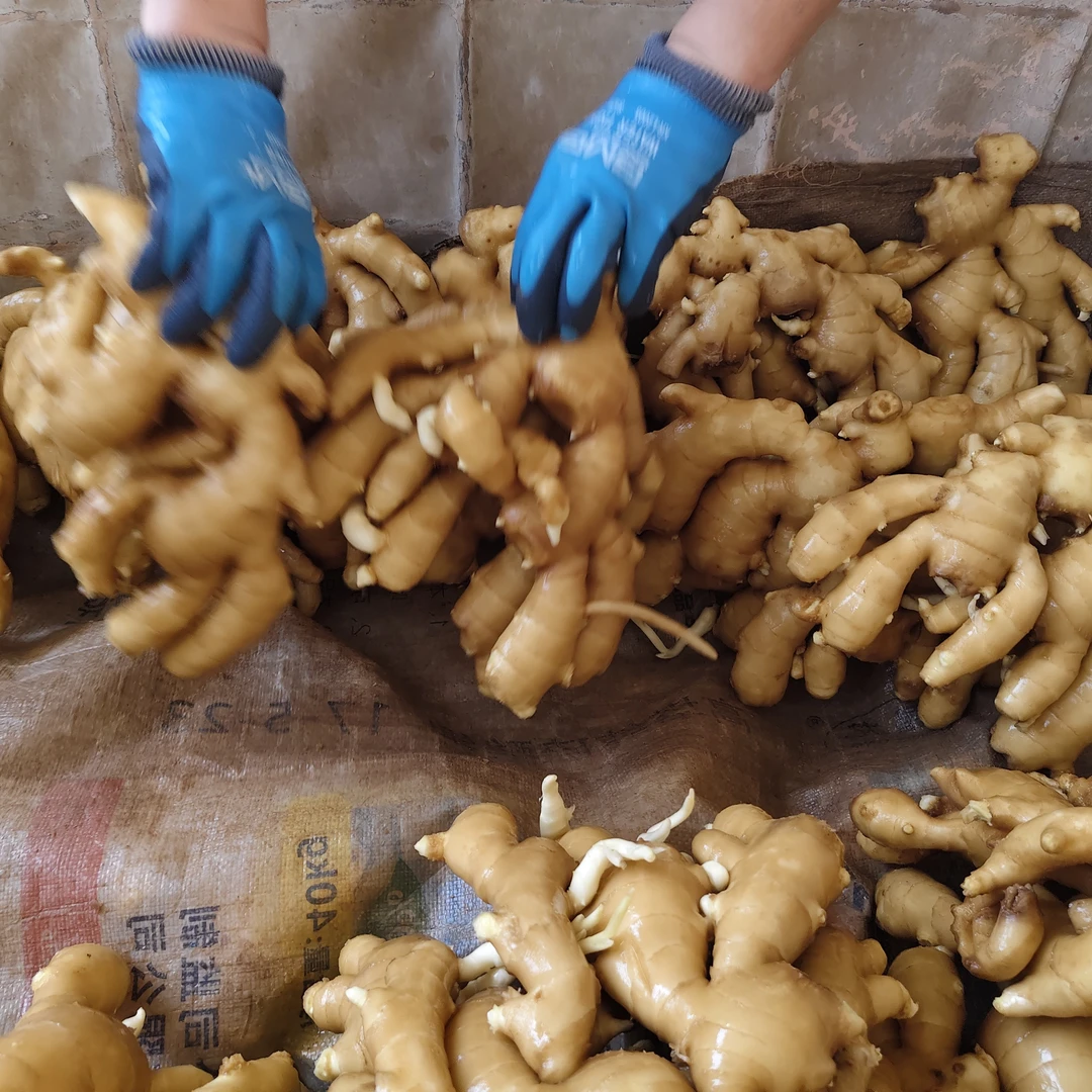 小金条保鲜剂大姜长期储存不变色防腐烂防虫口两套二亩地包邮