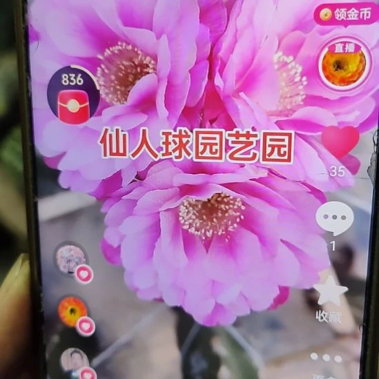 仙人球丽花心相印侧芽