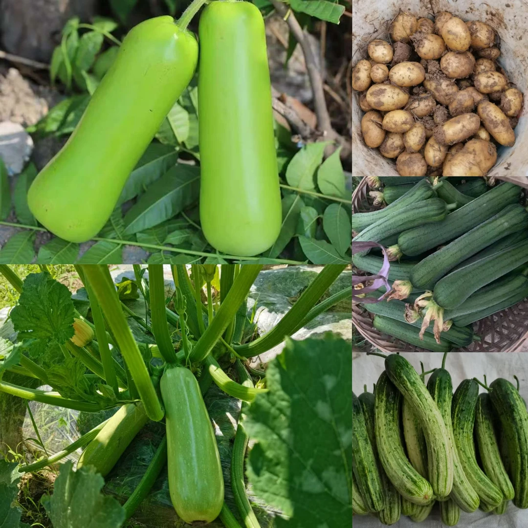 【蔬菜包5斤】湖南农家辣椒/黄瓜/水瓜/土豆/西葫瓜/丝瓜等自由选择