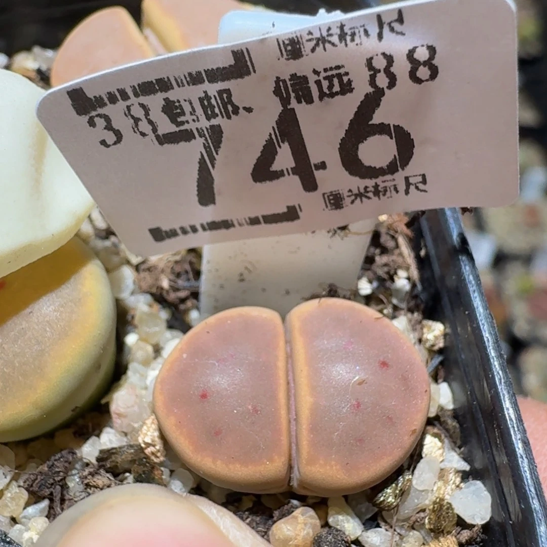 ZzzzZ生石花肉锥746