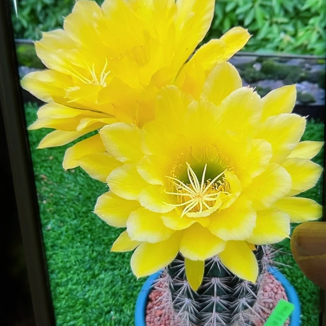 下137毛克劳斯歪侧芽5公分左右20包邮