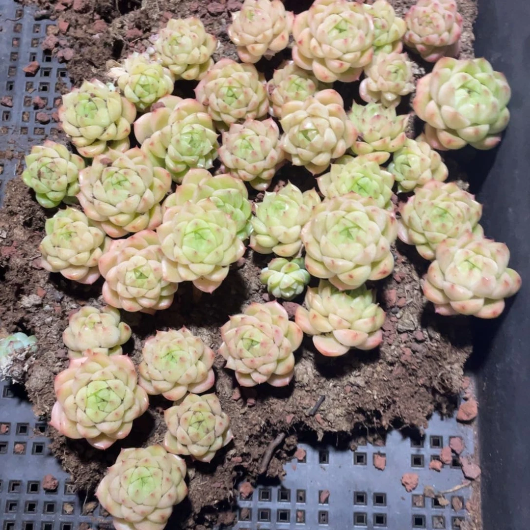 s****7包子麦秆一物一拍205