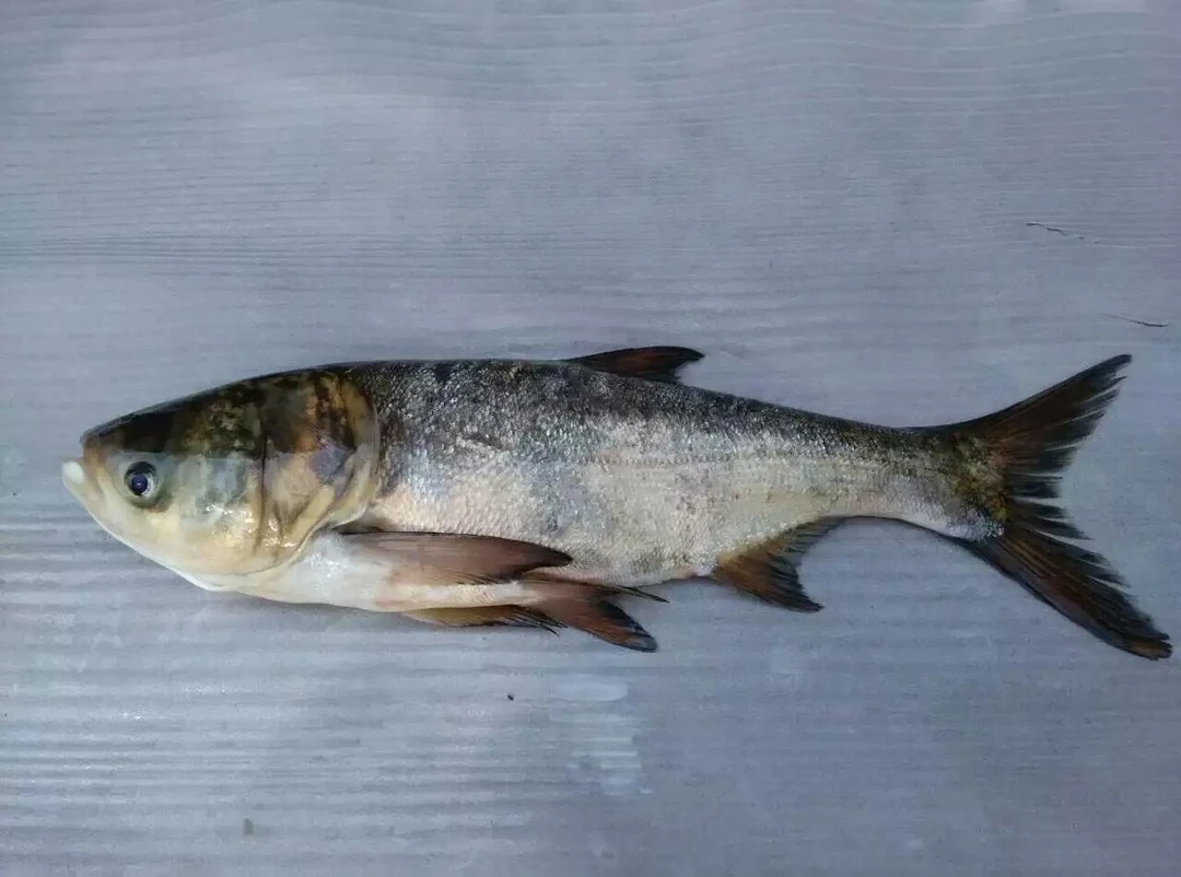 松花江野生中胖头鱼5斤左右顺丰包邮99