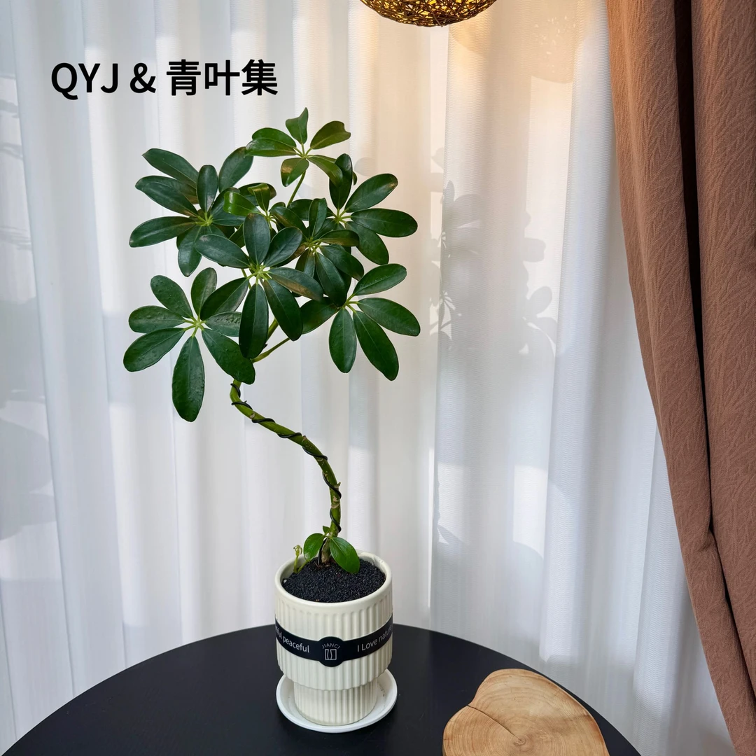 鸭脚木 八方来财老桩造型鸭掌木盆栽客厅室内观叶趣味绿植