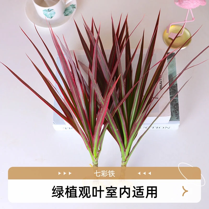 龙血树花卉盆栽绿植室内水培植物七彩铁三色红竹观叶美丽桌面植物