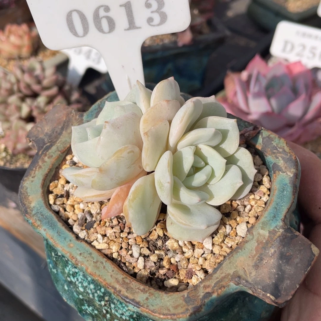 0613飘雪不带盆7厘米