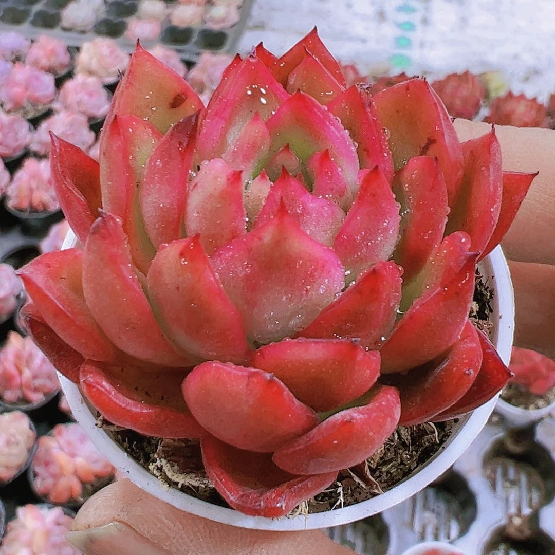 红樱桃19包邮多肉