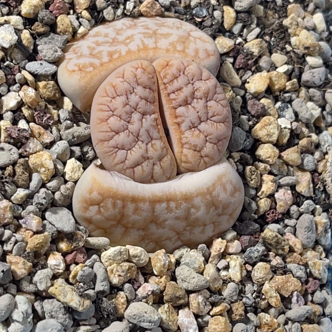 7147凹凸睫毛拿铁189