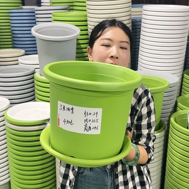 特价5号四季口29高24.5果绿6只带托