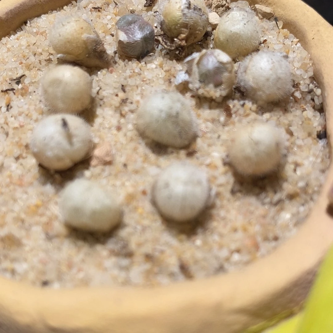 园艺史蒂芬尼毛球一颗