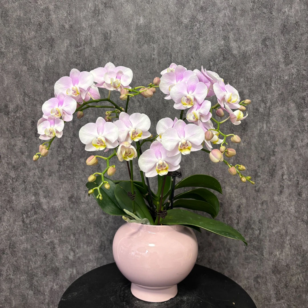 【天使-蝴蝶兰】珍贵品种 好养花期长 送礼装饰 室内观赏花