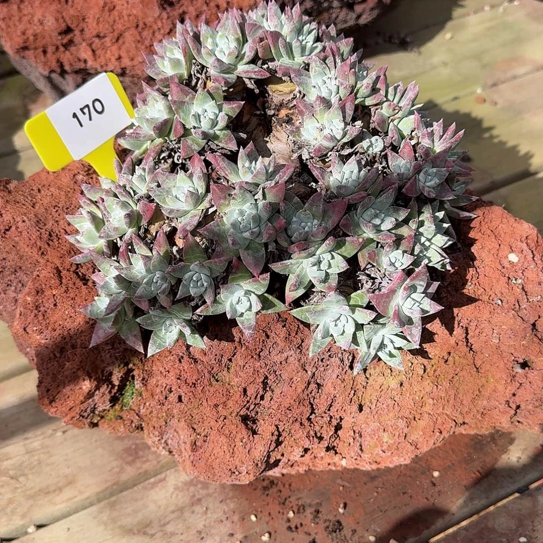 夏***茶多肉植物仙女杯1216170