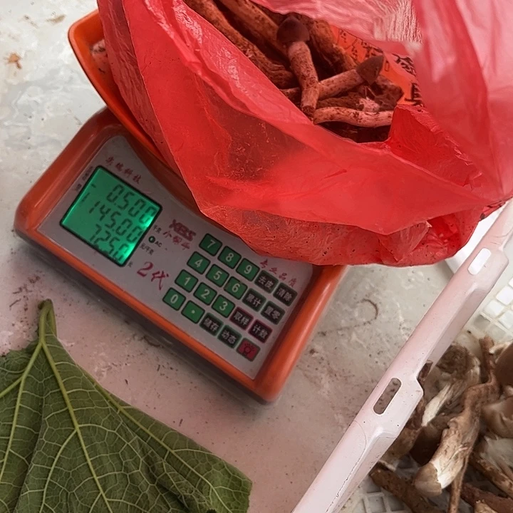 火***炬云南野生菌各种新鲜菌菇中国大陆