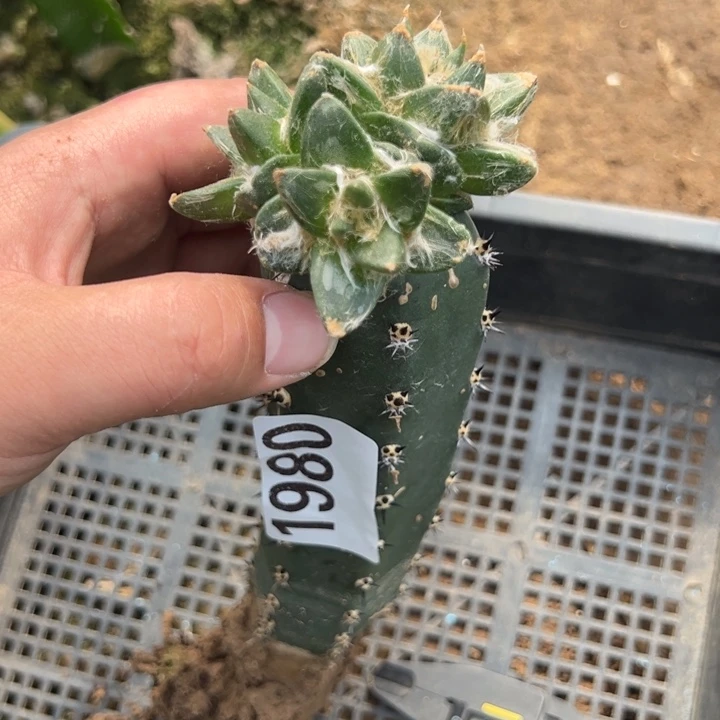 小**叔龙牙牡丹仙人球1980号