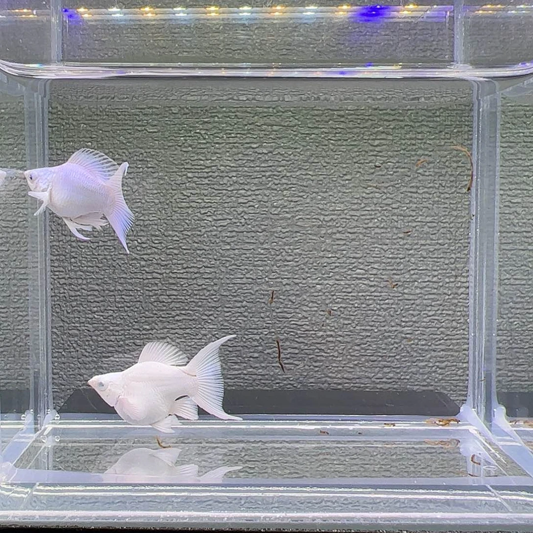 孔雀鱼瓷白，钻眼，