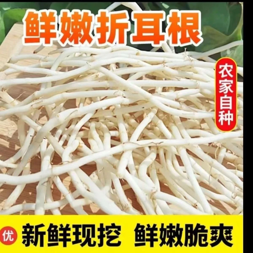 【新根上市】新鲜现挖鱼腥草折耳根节节根凉拌下饭菜洗净发货