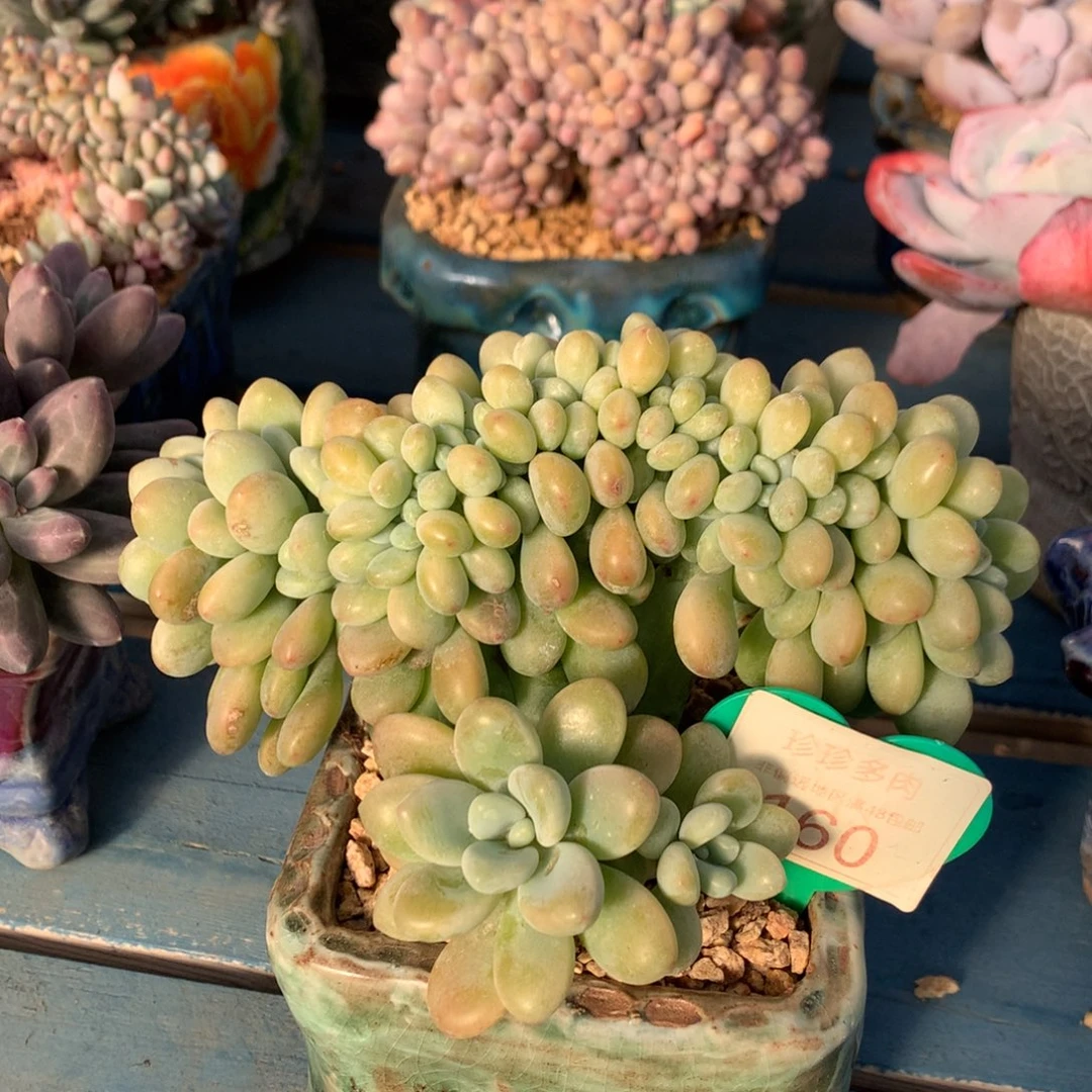 洛神缀化一物一拍160