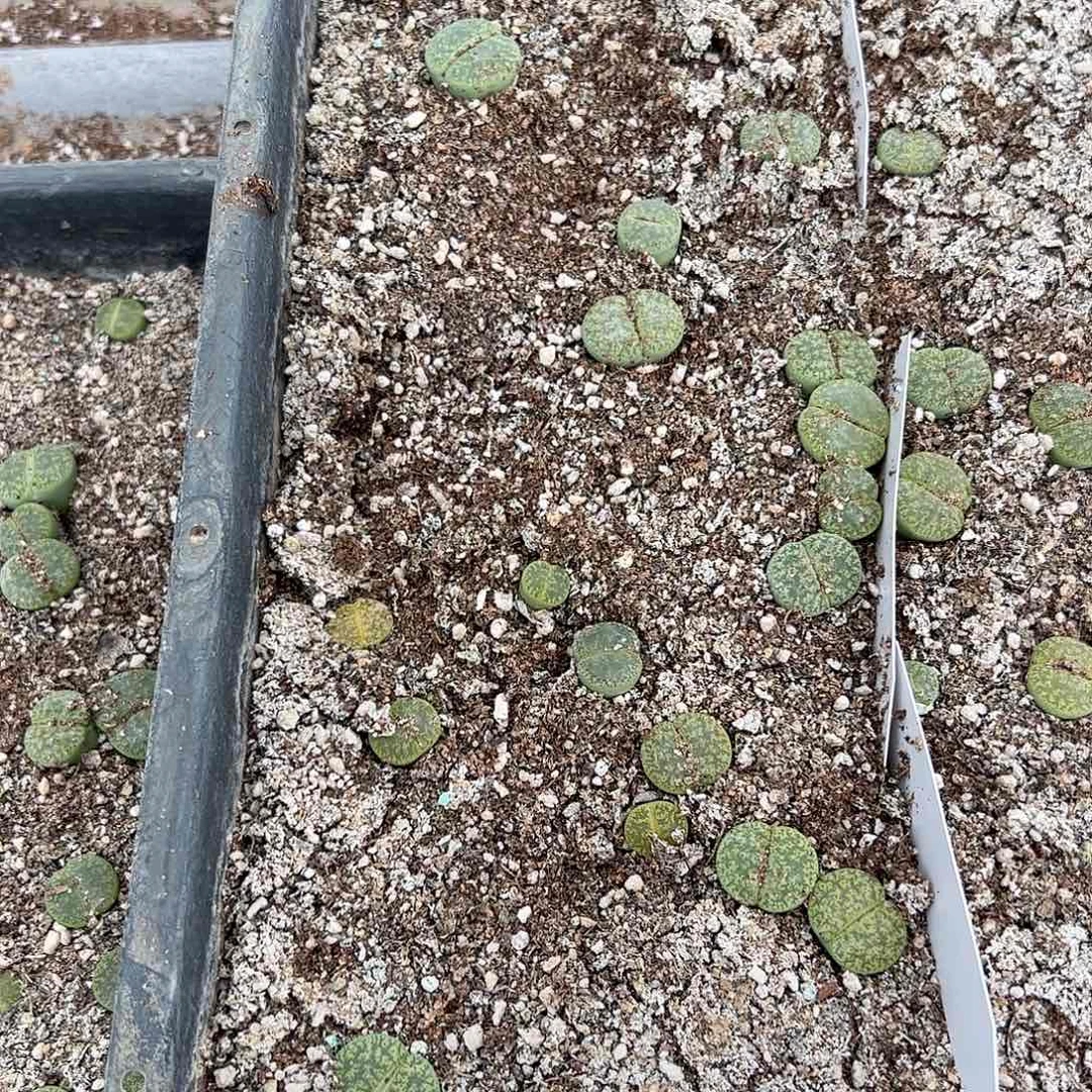 清框脱土发无售后默认有疤。591