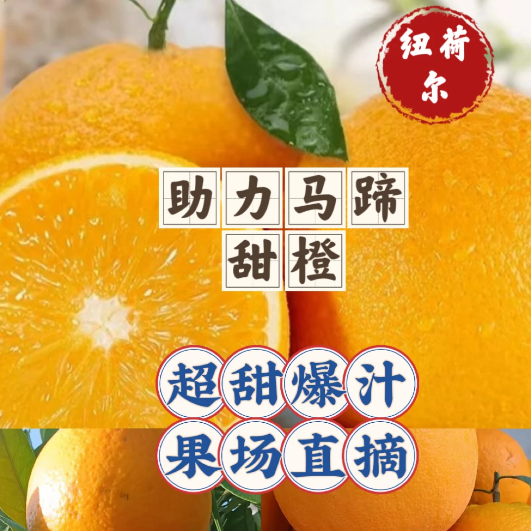 古蔺马蹄甜橙果园直发新鲜水果现摘应季甜橙子产地直发（三）