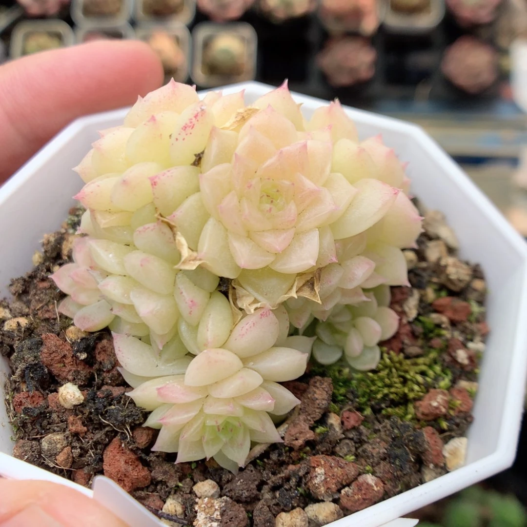 R87 ，20包邮两天凑单偏远不发货