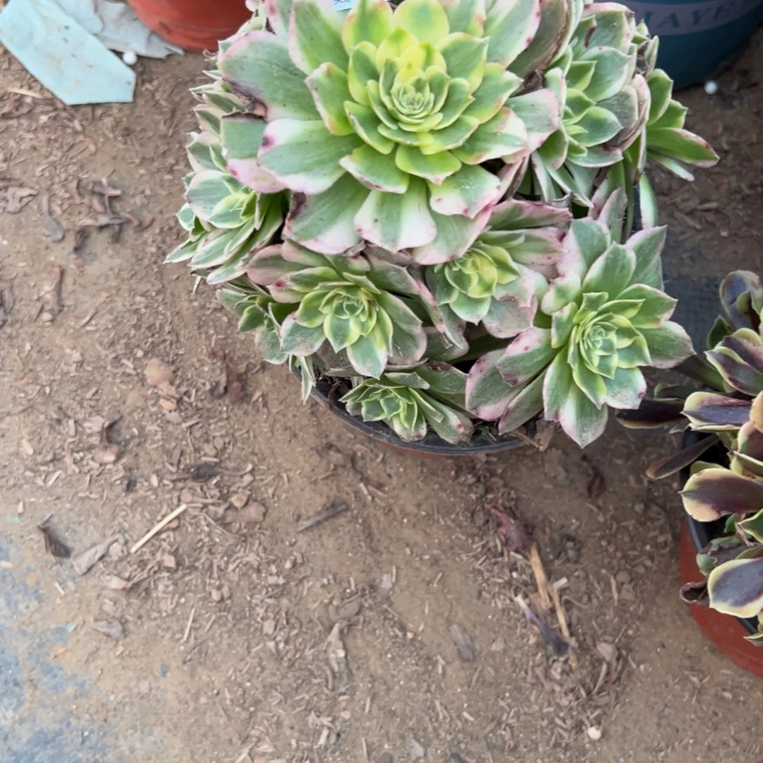 686海王多肉植物法师