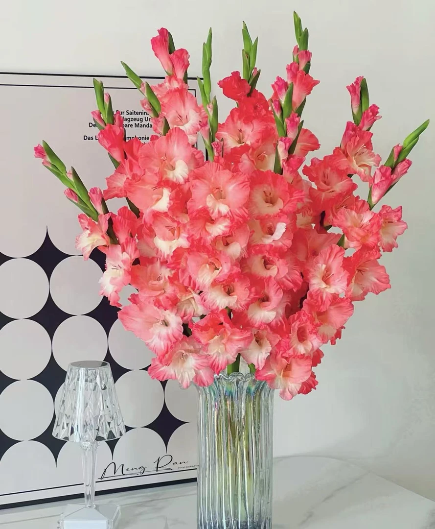 【稀有草莓蛋糕剑兰】云南鲜花顺丰包邮