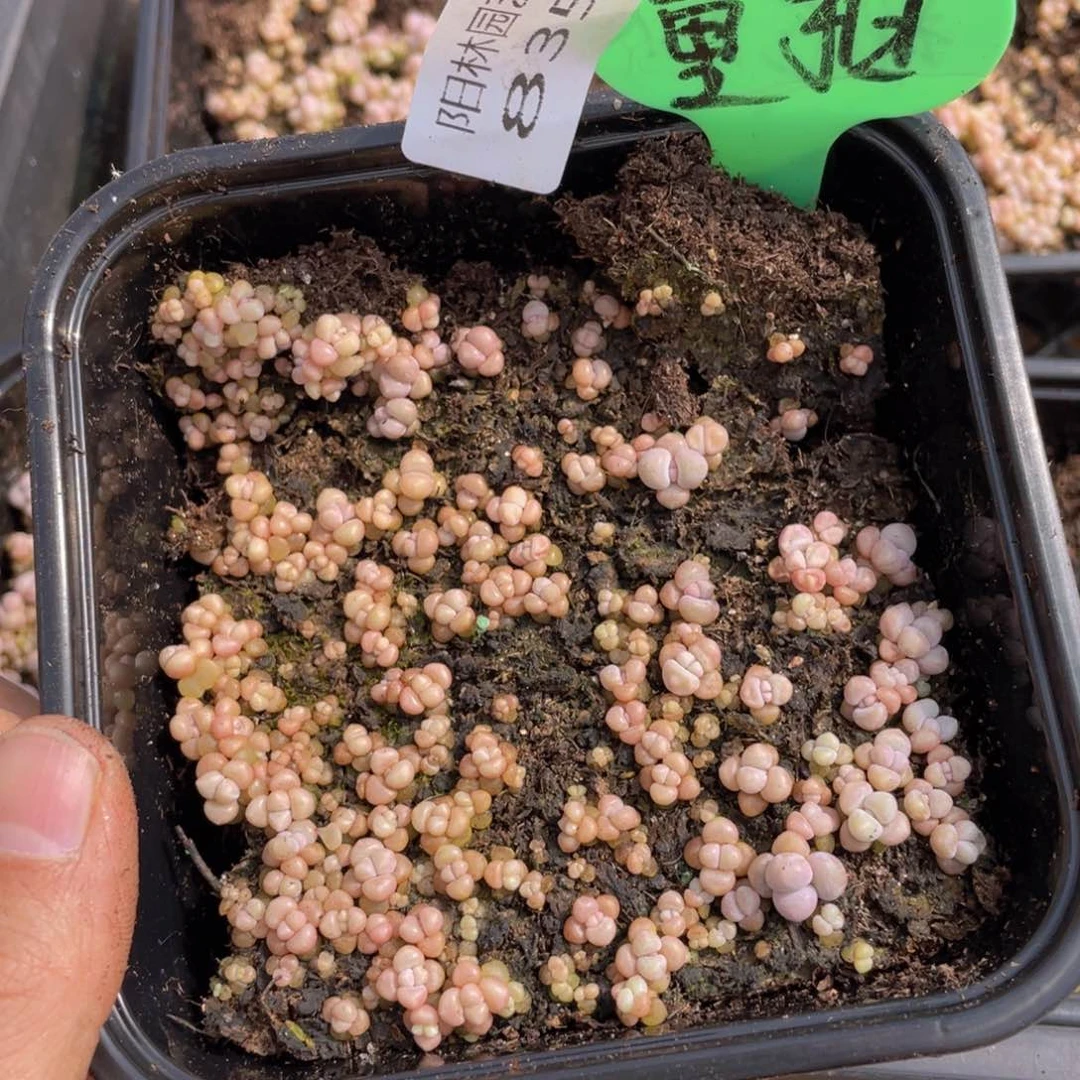 量拍多肉植物多肉植物835