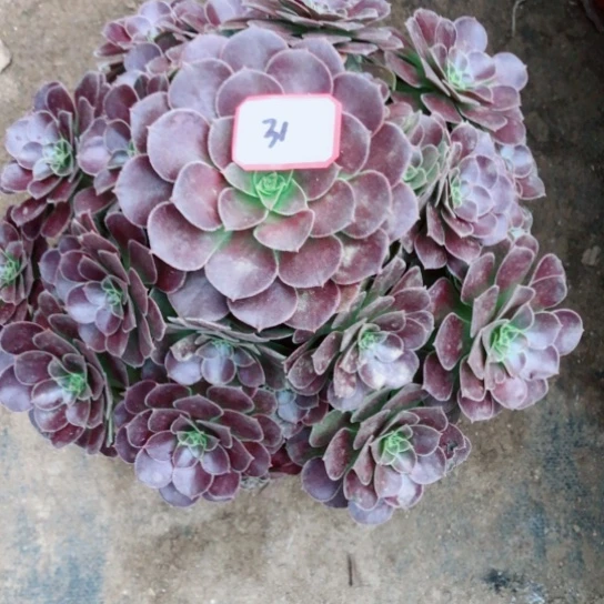 无花朵荷兰玫瑰法师多肉植物31号