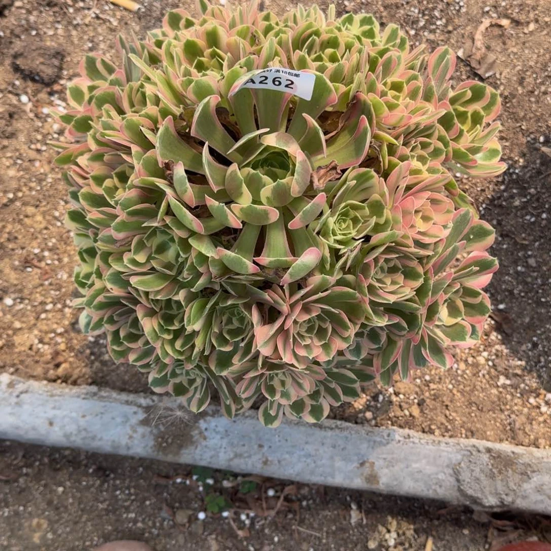 *****262妖月寄养到秋多肉植物