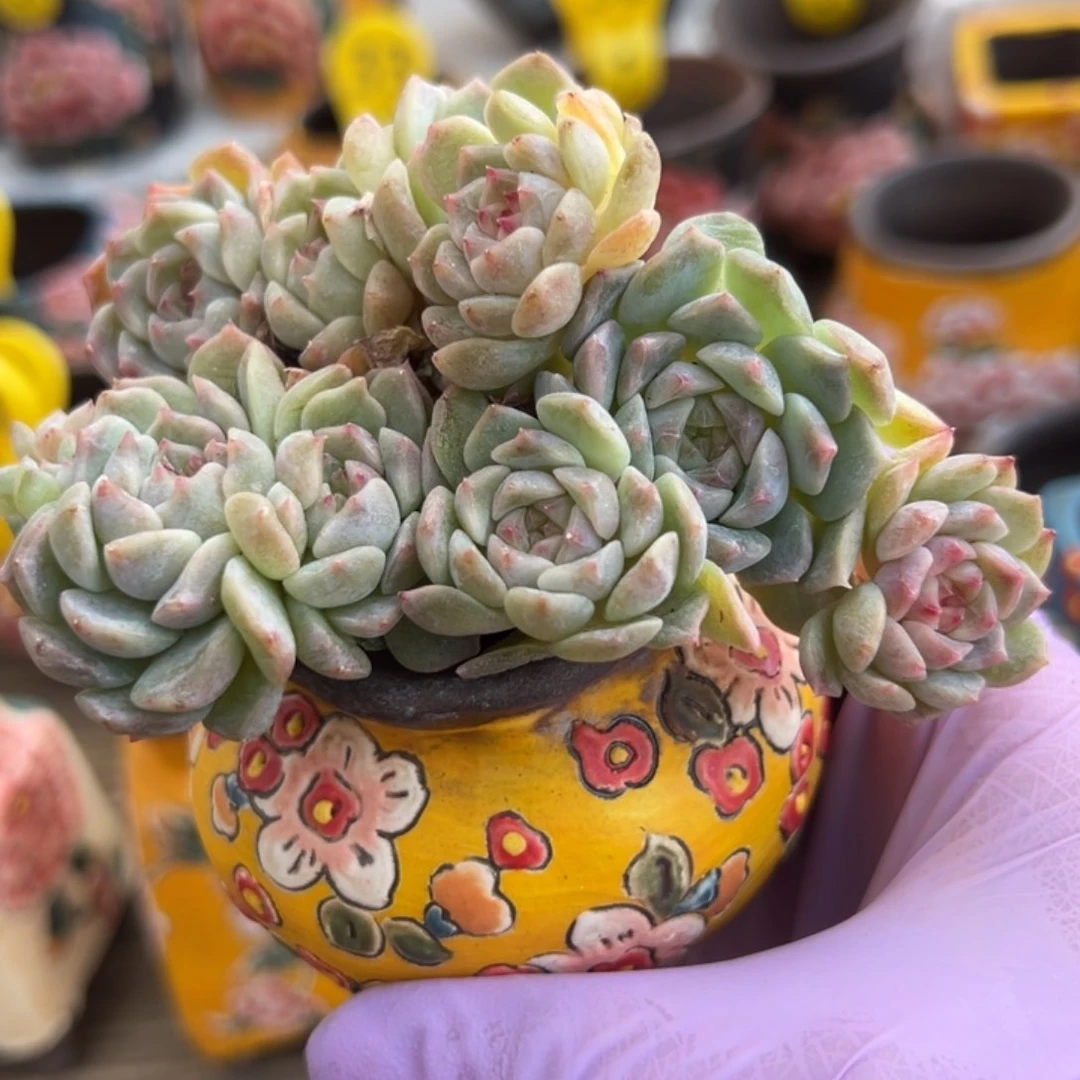 11头黄钻 新年快乐 新年快乐